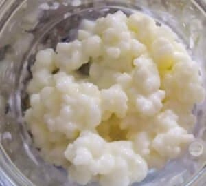 Kefirwala's Milk Kefir Grains