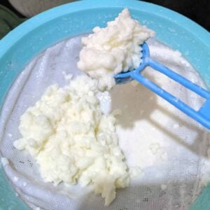 Milk Kefir Grains