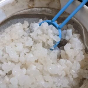 Water kefir grains