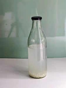 Water kefir grains fermenting fresh tender coconut water in individual glass bottles at Kefirwala.